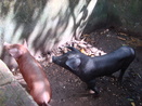 Criao de porcos pela Comunidade de Remanescentes de de Quilombos Areia Branca, municpio de Bocaiva do Sul - PR. <br /><br /> Foto: Clemilda Santiago Neto