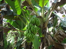 Foto que mostra bananeira (produtos agrcolas) na Comunidade de Remanescentes de de Quilombos Areia Branca, municpio de Bocaiva do Sul - PR. <br /><br /> Foto: Clemilda Santiago Neto