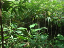 Foto que mostra uma plantao de mandiocas (produtos agrcolas) na Comunidade de Remanescentes de de Quilombos Areia Branca, municpio de Bocaiva do Sul - PR. <br /><br /> Foto: Clemilda Santiago Neto